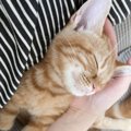 猫が心を許すのはどんな人？主な特徴５つ