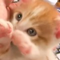 ミルクを飲み終えて満足そうな子猫→飼い主さんの手の中で見せた『無邪…