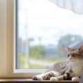 猫は『お留守番が得意』って本当？安全に過ごしてもらうための注意ポ…