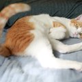 猫が『しっぽを振っている』ときの意味4選　振り方によっていい意味に…