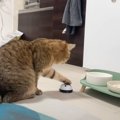 猫にベルを渡した結果…まるで『人間の客』みたいになる様子が面白すぎ…