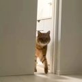 『ちょっと昼寝しようかな』と思ったら、隣の部屋からネコが入ってきて…想…