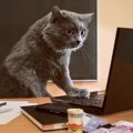 猫がいる会社5選！一緒に働くメリットとは