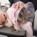 『サロンで大絶叫していた猫』が２年間通い続けた結果…驚きの"変化&q…