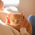愛猫とのふれあいやお世話のついでに…『ながら健康チェック法』3選　…