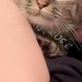 飼い主さんに抱きしめられている猫→『表情』を見てみたら……思わず吹き…