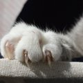 人間の命に関わる『猫ひっかき病』とは？油断できない理由や傷を負ったと…