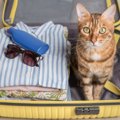 猫を『旅行』に連れて行っても大丈夫？考慮すべき3つのポイントや移動…