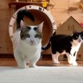 あれ？持ってきてくれないの…？オモチャの様子を見に行くだけな猫ちゃん