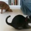 抱腹絶倒！めちゃくちゃ独特なボール遊びをする猫！