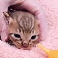 「助けて…カラスに襲われた子猫を２匹保護した。ミルクを飲んでくれない」…