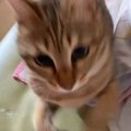 猫の『頭突き』は愛情表現ってあるけど…まさかの『驚異的すぎる威力』…