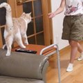 猫が『大好きな次女』に名前を呼ばれたら…猛ダッシュでお出迎えする光…