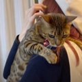 旅行から帰ってきた飼い主さん！気になる猫さんたちの反応 とは？