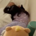 お布団を見ると『子供と猫』が集まっていて…心温まる『尊い光景』に「愛お…