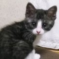 きゅるきゅるお目目だった子猫が、11年後……衝撃のビフォーアフターに…