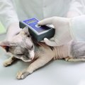 飼い猫にマイクロチップ装着の義務化？！つける必要性はあるの？