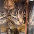 出社しなきゃなのに…外からポストを覗いてみると→猫の『可愛すぎる行…