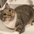 洗面台の上からどかない猫→水を出してみた結果…微笑ましすぎる光景が7…