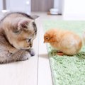 『732万人が心奪われた』子猫とヒヨコの出会いをまとめてみた結果…「…