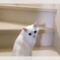 「ちゃんと付いてきてる？」ちょっと進んだ先でイチイチ飼い主さんを…