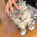 娘に撫でられているときはニッコニコの猫→ママが撫でると…想像以上の"…