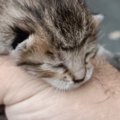 散歩中に犬が見つけた『目も開いていない赤ちゃん猫』を保護…1か月後の光…