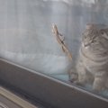 猫が網戸を破ってイタズラをするのはどうして？飼い主が対策出来る5つ…