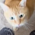 出かけようと準備を始めたら、猫がやってきて…とんでもなく尊い『引き…