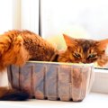 猫は液体？イグ・ノーベル賞を受賞した驚愕の説とは