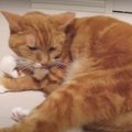 突然入る！猫ちゃんの謎スイッチ♪