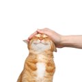 愛猫を満足させる『最高の撫で方』のコツ3つ　絆を深めるメリットも？喜ば…
