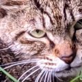 『野良時代は目つきが鋭かった猫』が、現在…『同じ猫とは思えない』劇的す…