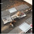 屋根の上に住み着いた13匹の野良猫ファミリーを保護団体が救助！