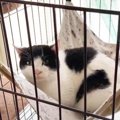 お外ではぐれた親子猫…再会を果たした母猫の姿に感動！