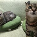 いつの間にか似てくる？！多頭飼いだから分かる猫の秘密