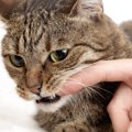 いきなりガブッ！猫が「噛みつく」原因5つ　噛まれてしまったときの正しい…