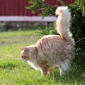 猫のマーキングがひどい理由は？やめさせるための対処法を解説！