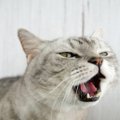 猫が『長く鳴いている』ときの理由4つ　鳴き方から読み取る心理や応え…