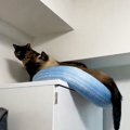 『落ちそうになっていた猫』を救出しようとした結果…同居猫による『裏切り…