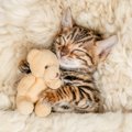 愛猫の『寝姿』からわかる、あなたへの信頼度　5つのタイプ別に猫のキモチ…