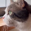 窓の外を眺める猫→帰ってきた『大好きなお姉ちゃん』に気づくと…尊す…