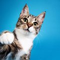 猫が『猫パンチ』をするときの理由3つ　怒っているとは限らない？気持ちの…