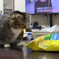 猫のまえでポテチを食べようとしたら…『粉々になっていく様子』が面白…