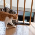 猫を多頭飼いするなら『適正な頭数』は何匹？無理なく暮らすために考…