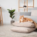 猫と暮らす部屋を『スッキリ見せる』3つのコツ　安全で快適な環境作りのア…