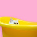 猫に『お風呂』は必要？猫がお風呂を嫌う５つのワケ