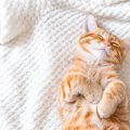 愛猫はぐっすり眠れている？『良質な睡眠』に必要な条件５つ