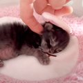 赤ちゃん猫を『ミルクの時間』に起こしたら…『寝起きの様子』が尊すぎ…