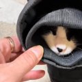 ムームーと助けを求めるように鳴く猫→パパの『服の袖』を見ると…笑わ…